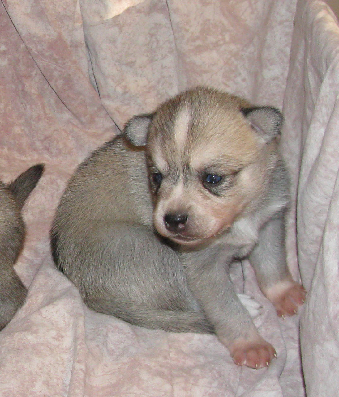 Alaskan klee Kai puppy